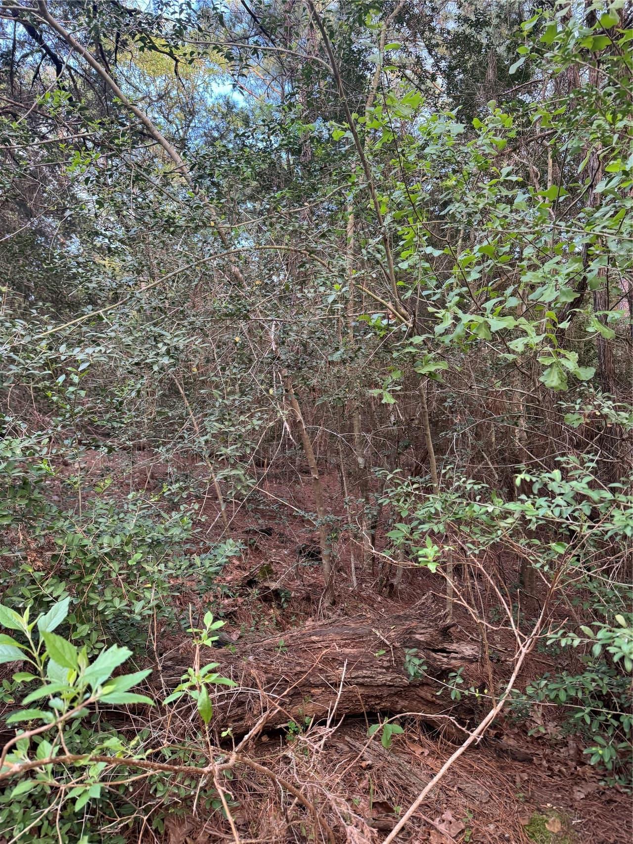 Lots 158 and 159  Hekili Dr photo 5