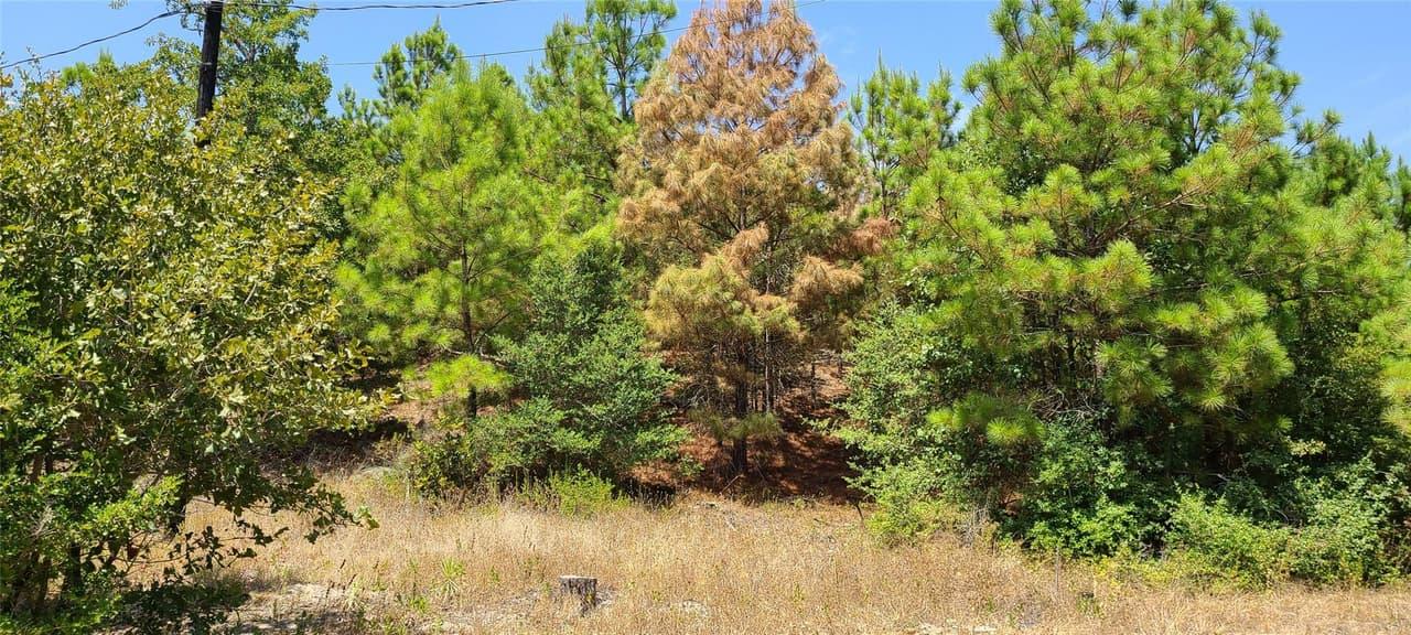 TBD  Tall Forest Dr photo 4