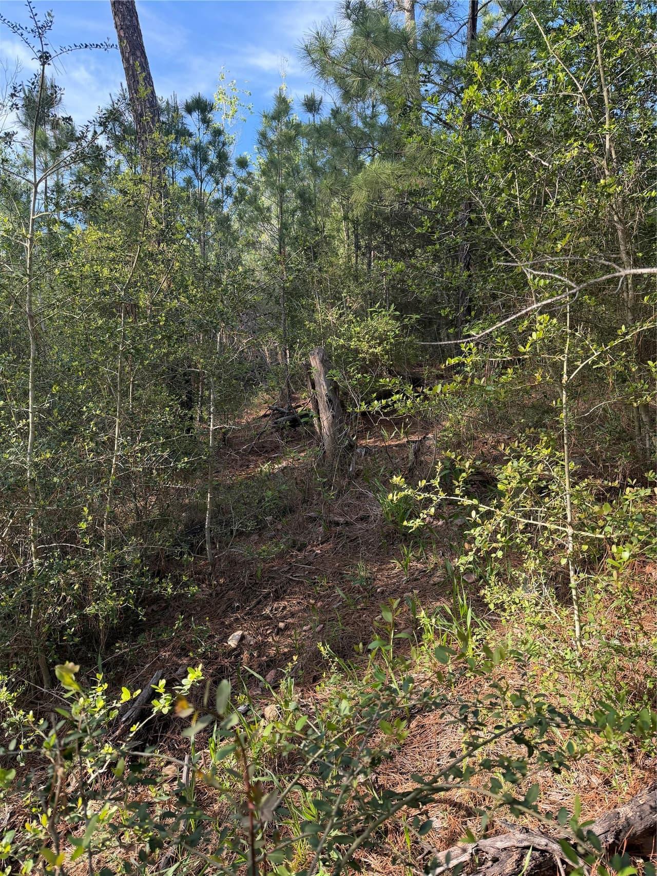 Lot 1384  Pahihi Dr photo 2