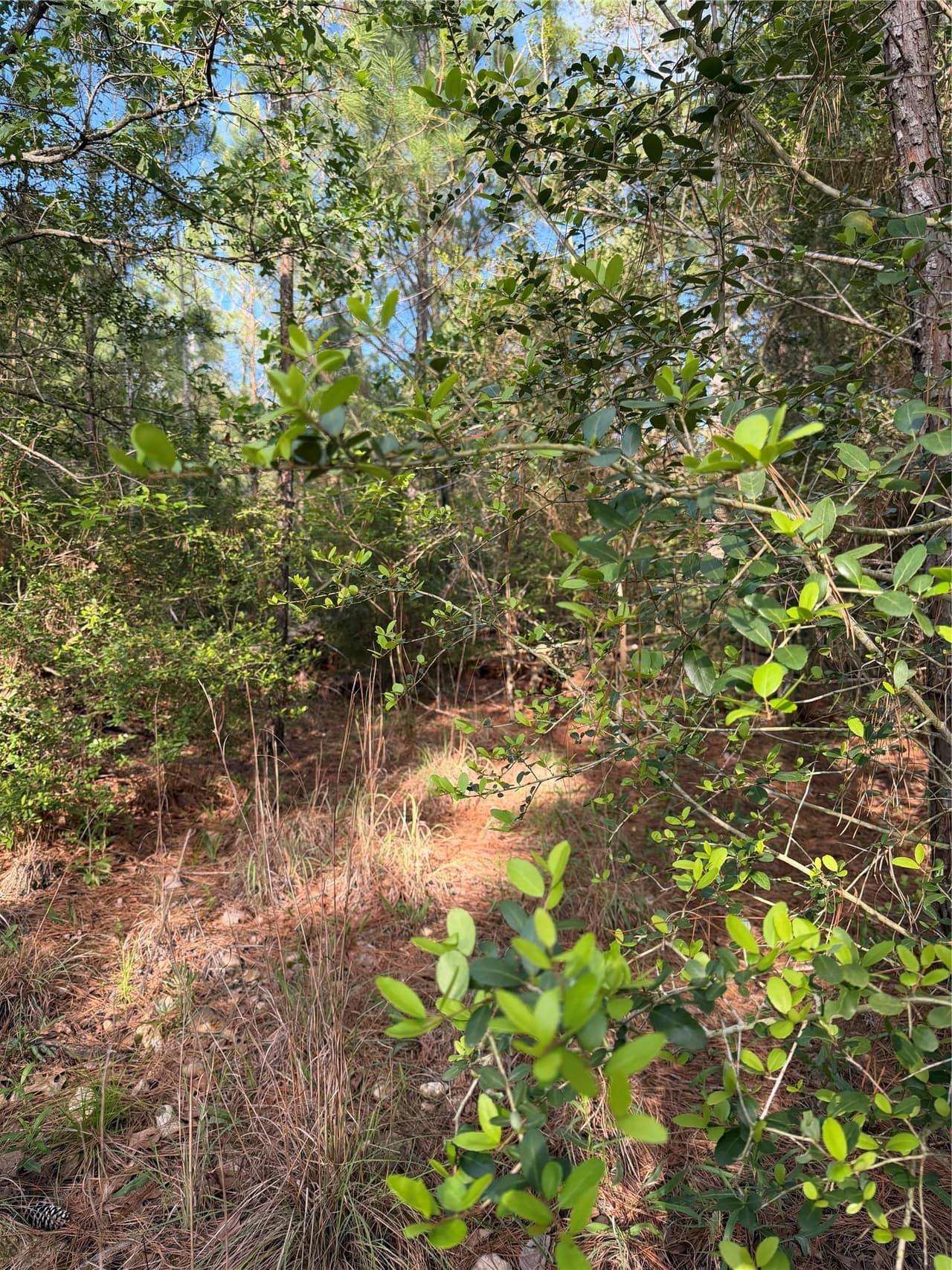 Lot 1384  Pahihi Dr photo 3