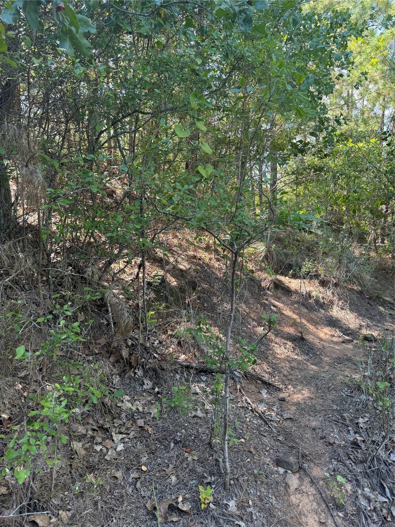 Lot 1384  Pahihi Dr photo 5
