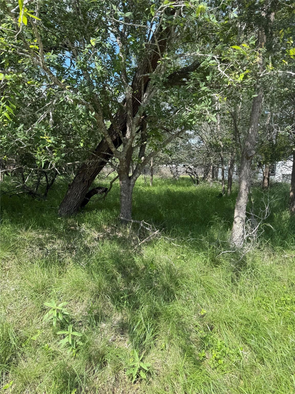 Lot 200  Nene Ln photo 5