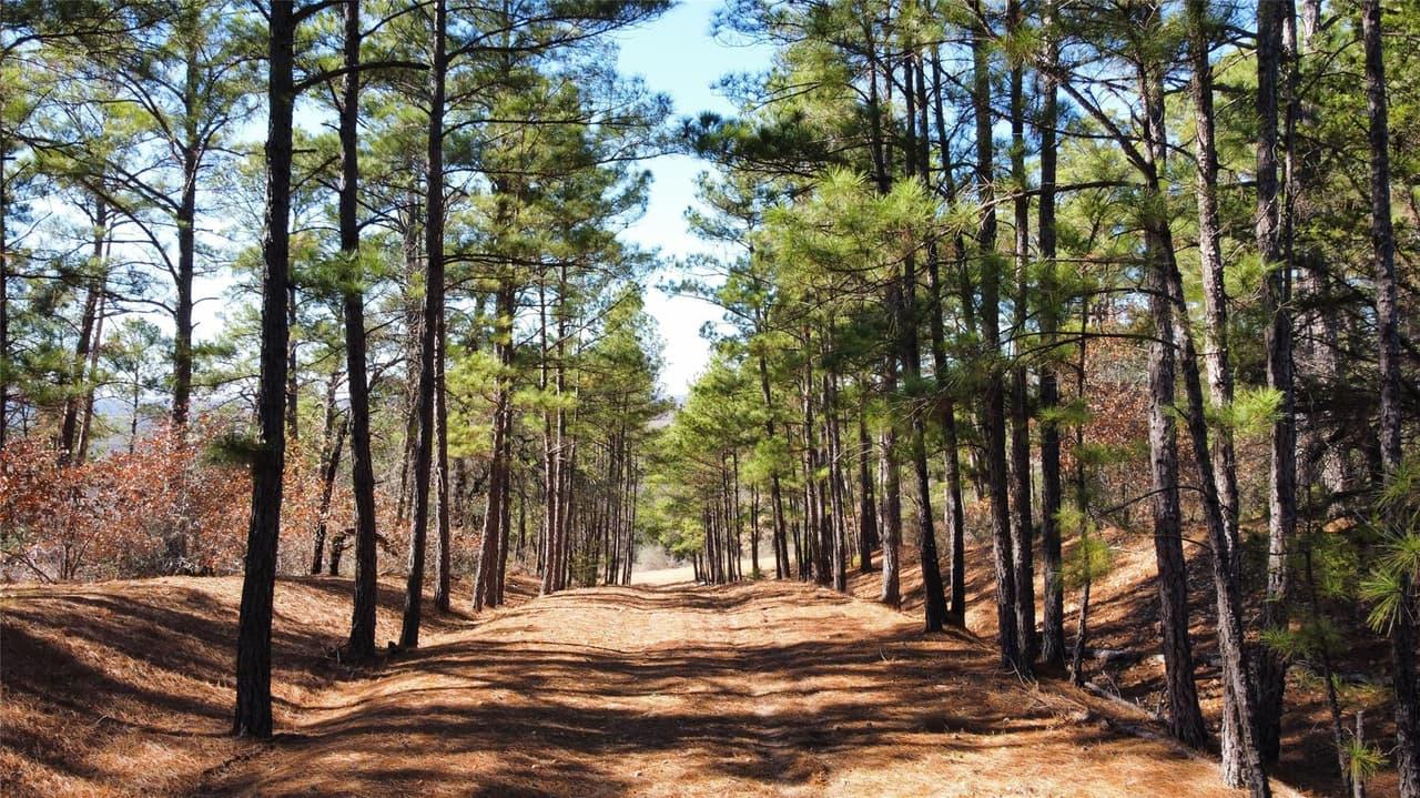 0  Pine Lodge Drive Lot 26 None photo 4