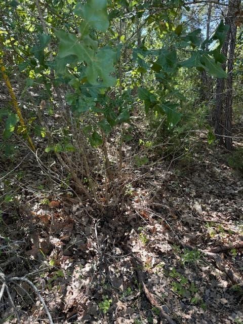 Lot 1355 N Kaupo Dr photo 4