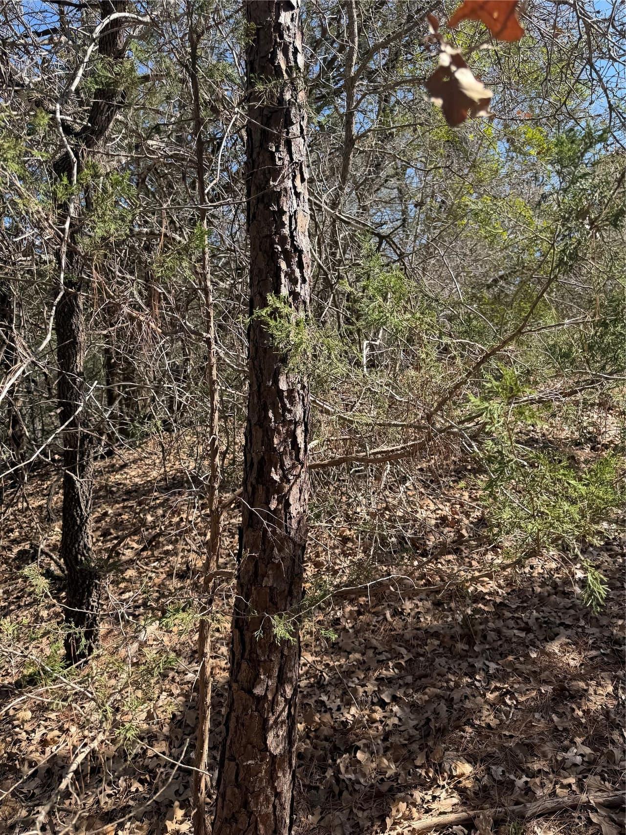 Lot 321  Keneka Ln photo 5