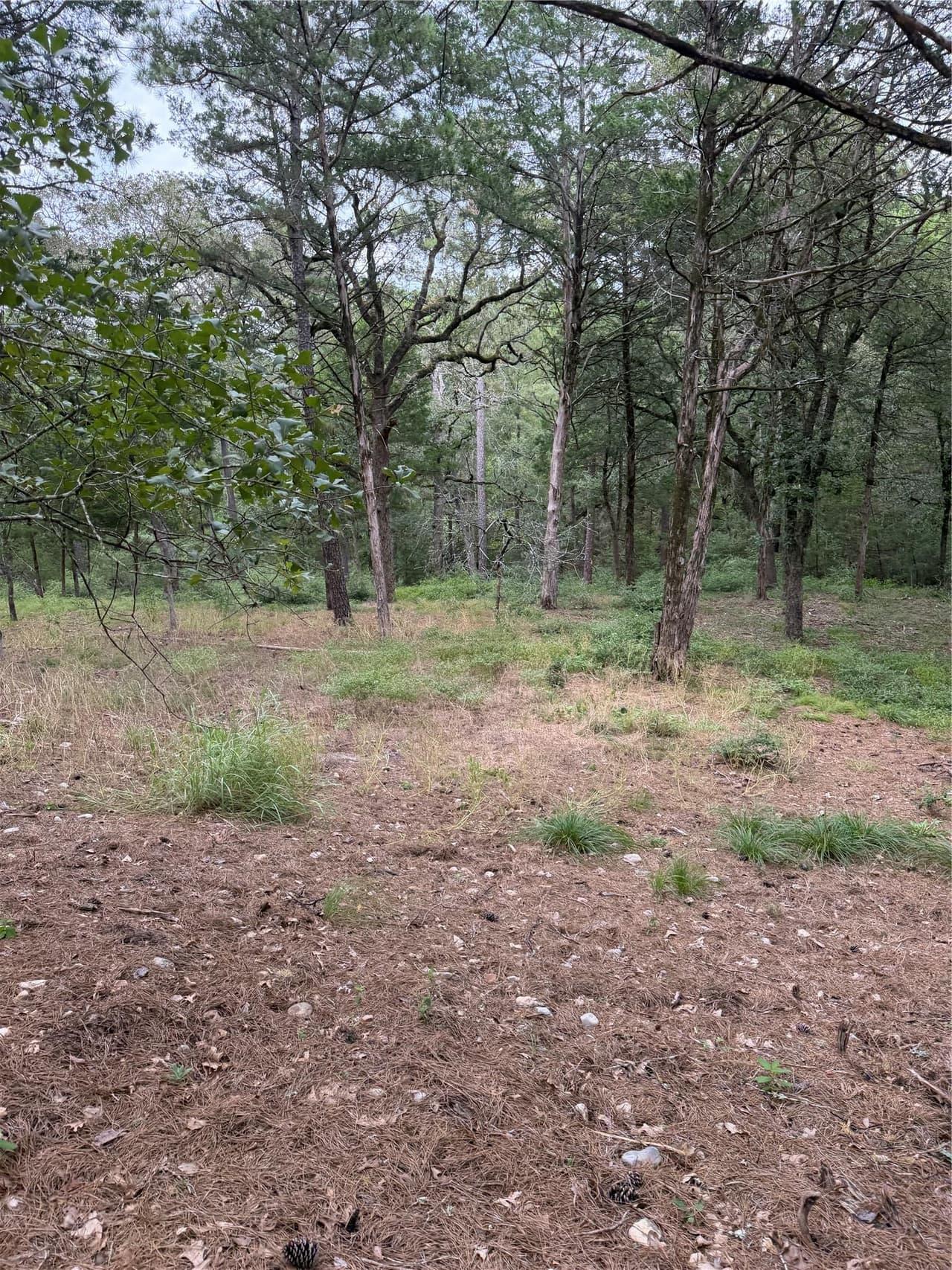 Lot 292  Aka Ct photo 4