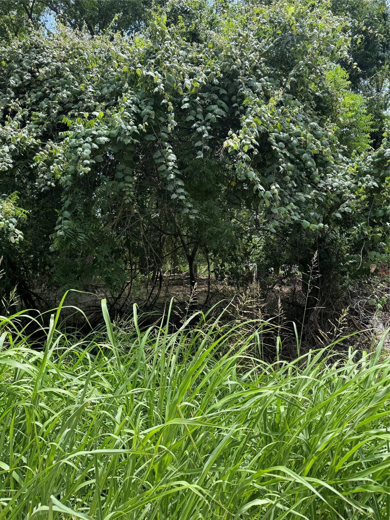 Lot 902  Kahana Ln photo 4
