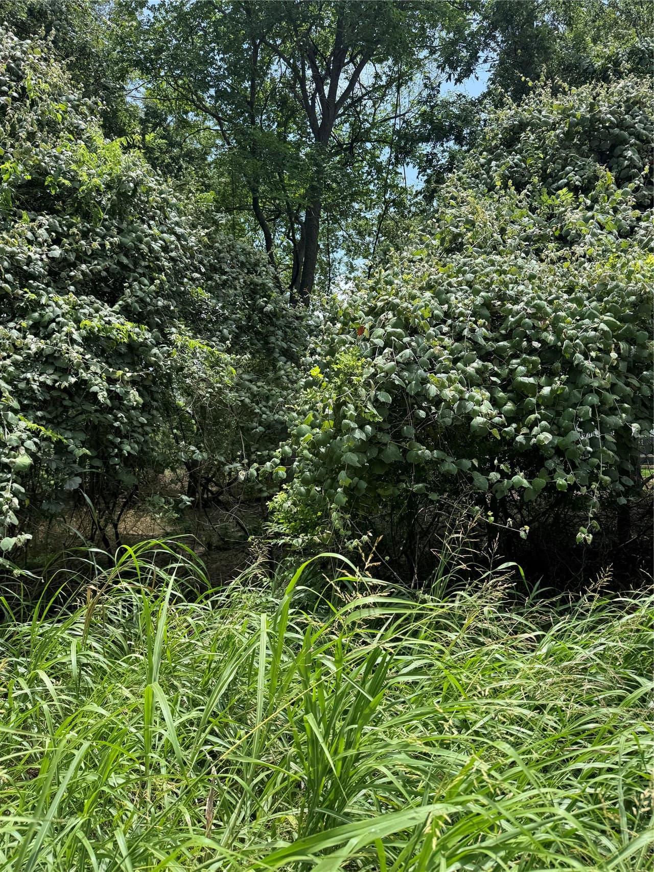 Lot 902  Kahana Ln photo 5