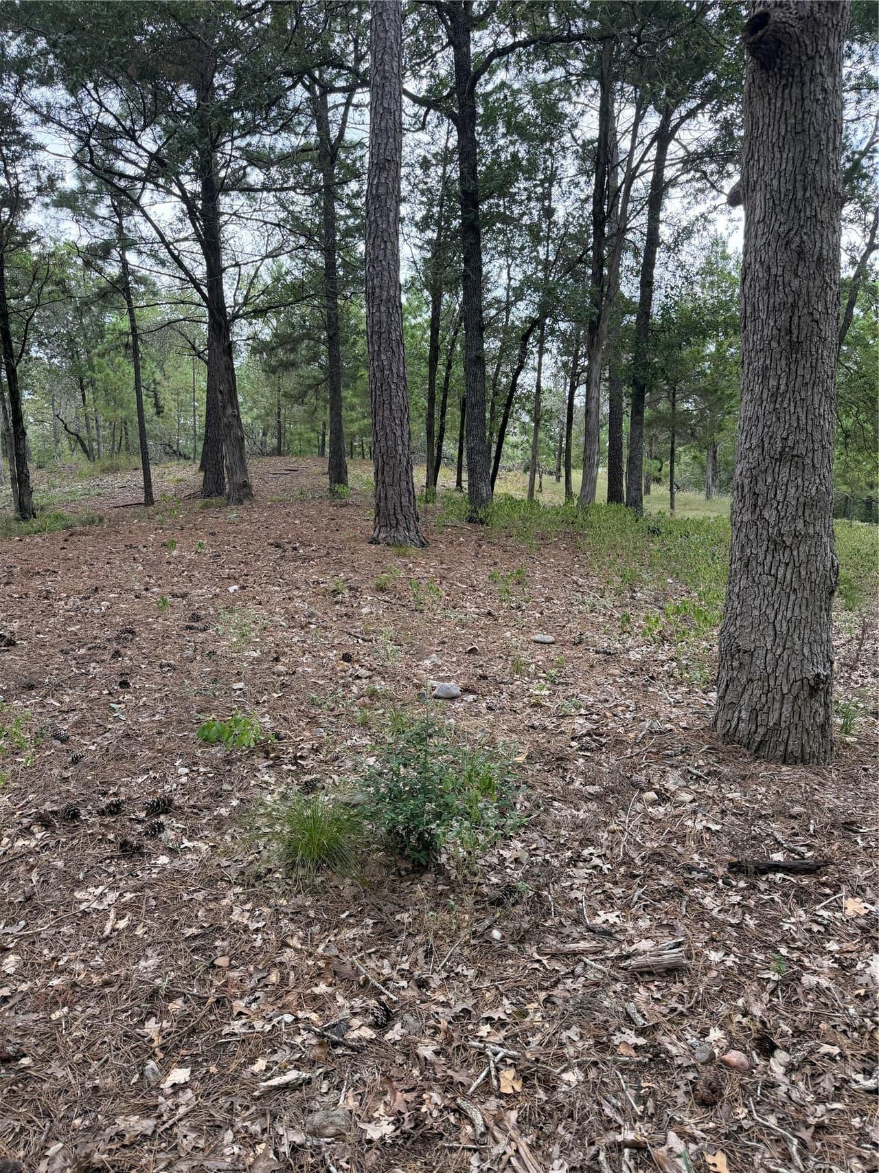 Lot 290  Aka Ct photo 3