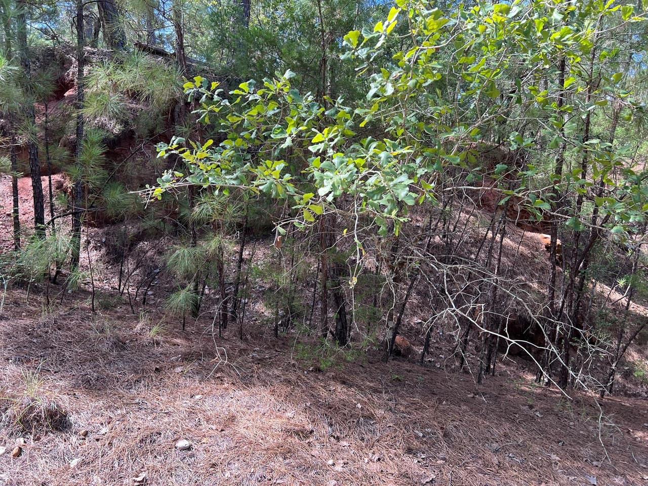 TBD  Okoe Ct W photo 3