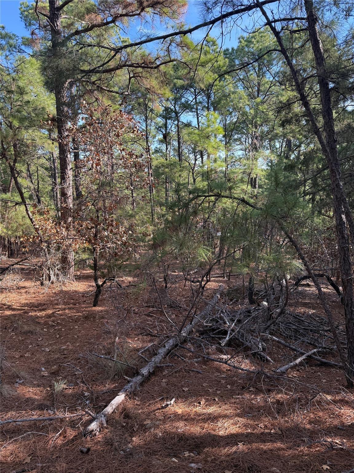 106  Llio Ct photo 5