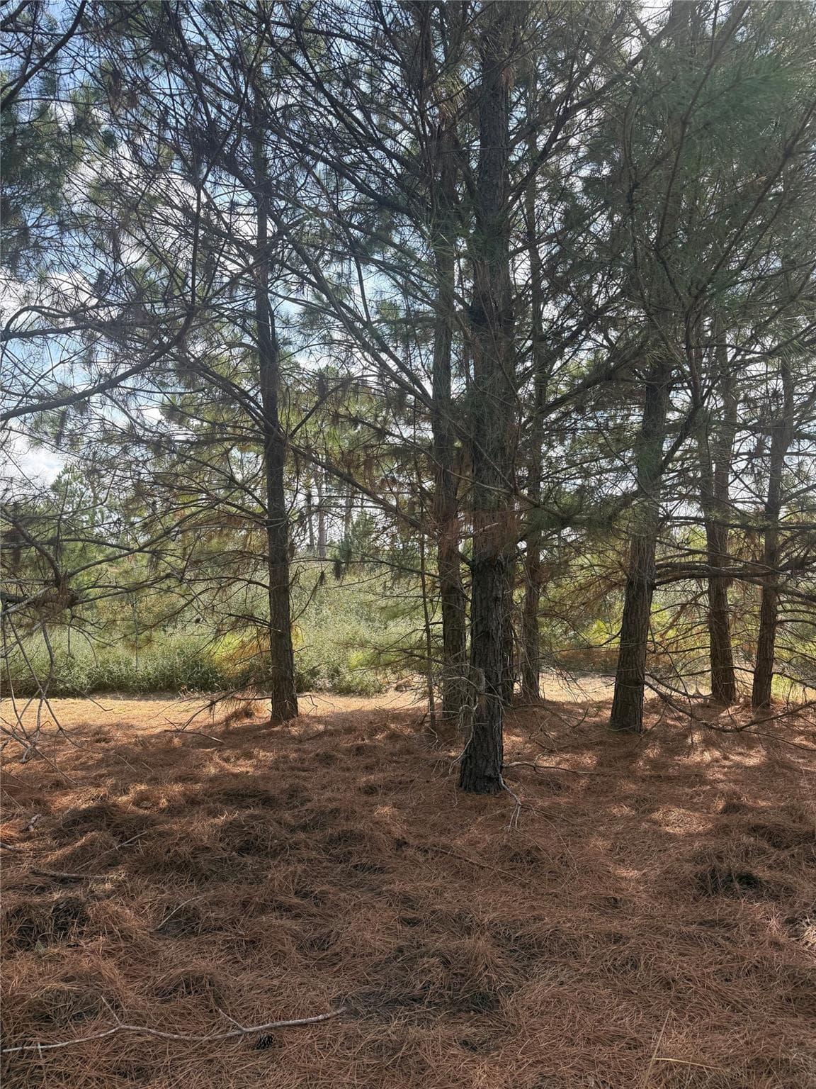 123  Koali Dr photo 3