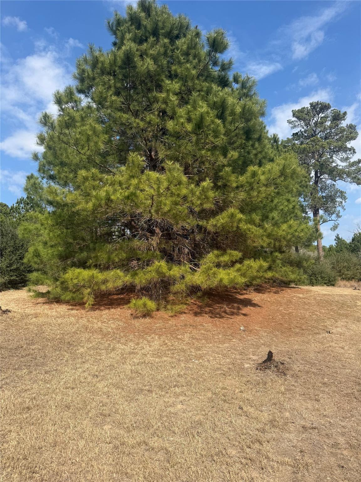 123  Koali Dr photo 4