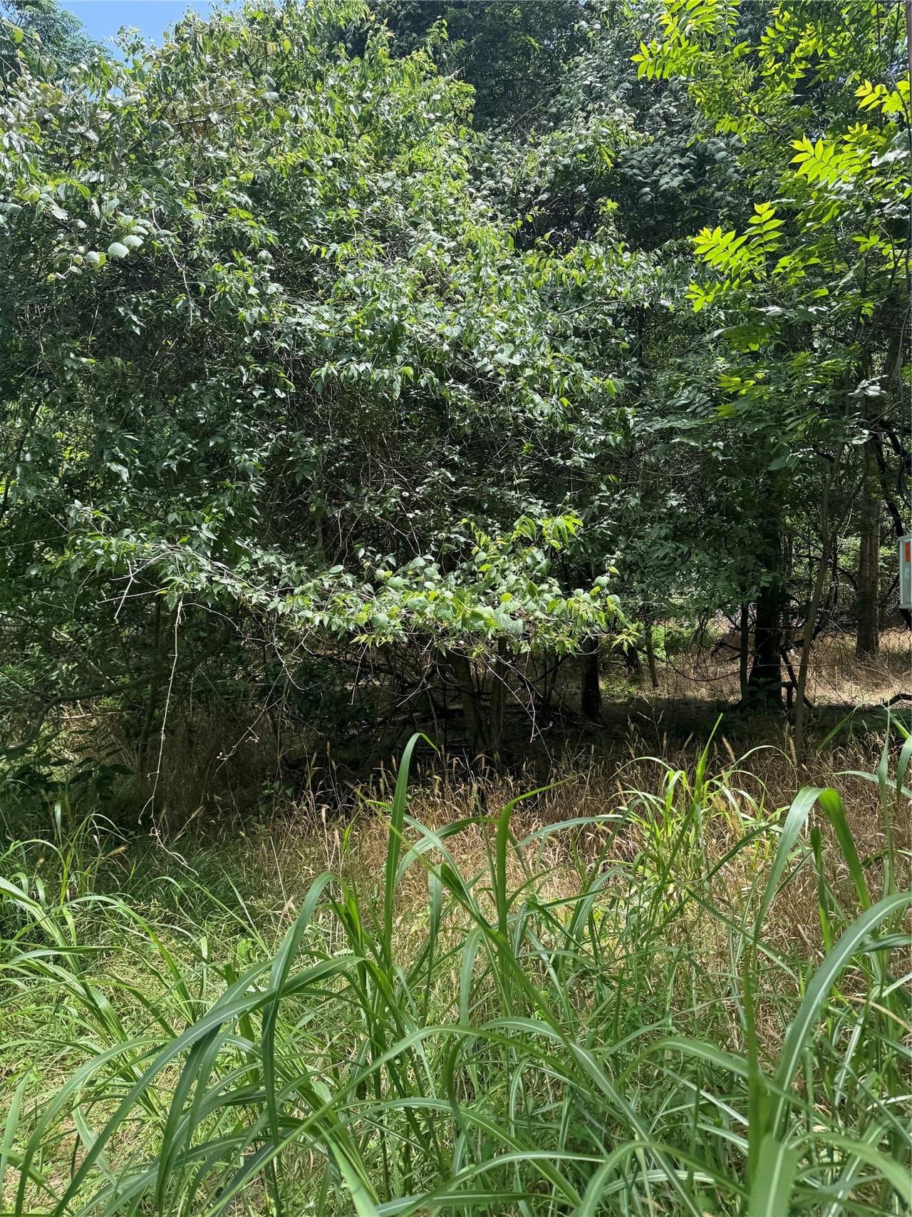 Lot 908  Kahana Ln photo 5