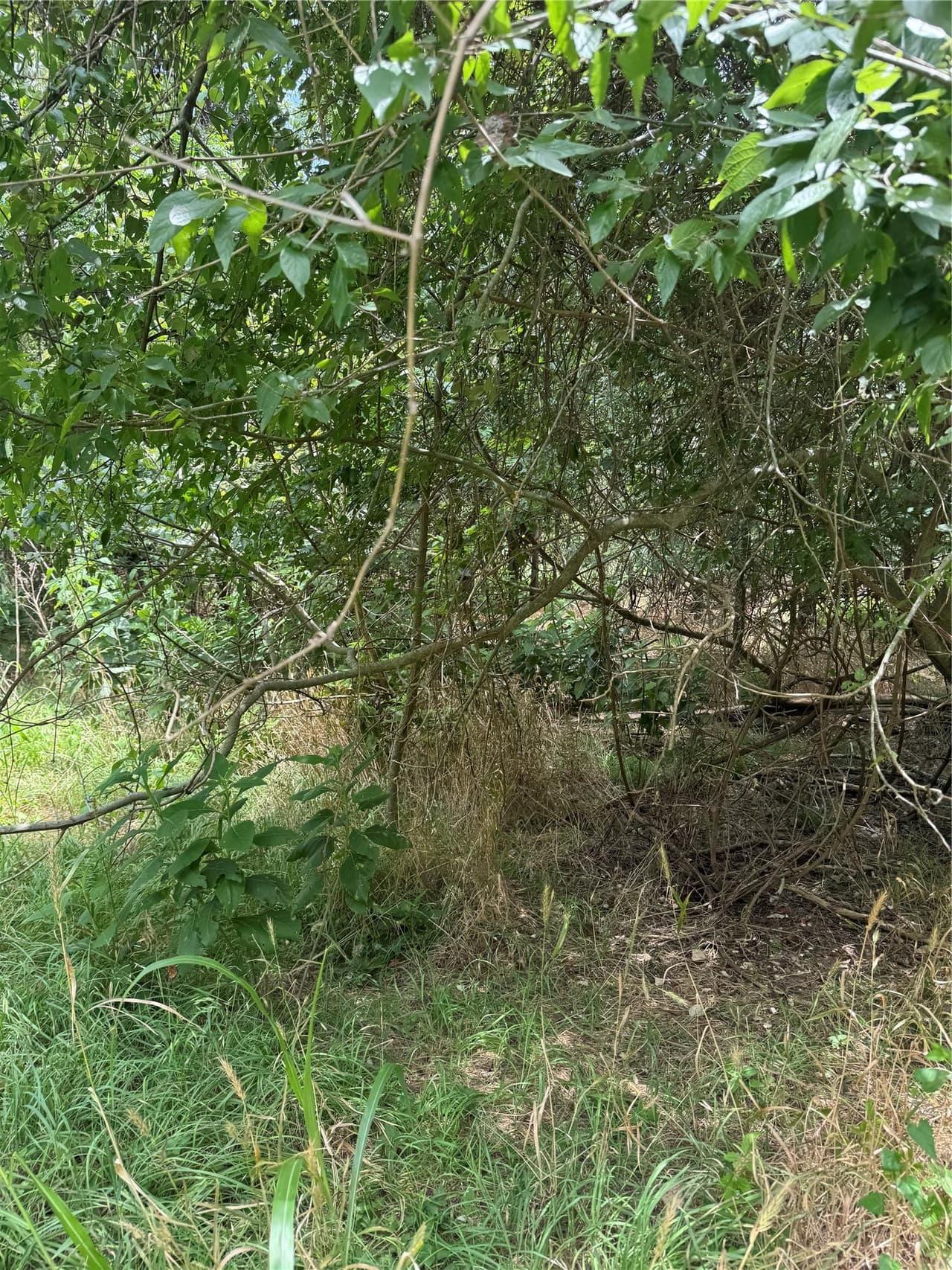 Lot 908  Kahana Ln photo 6