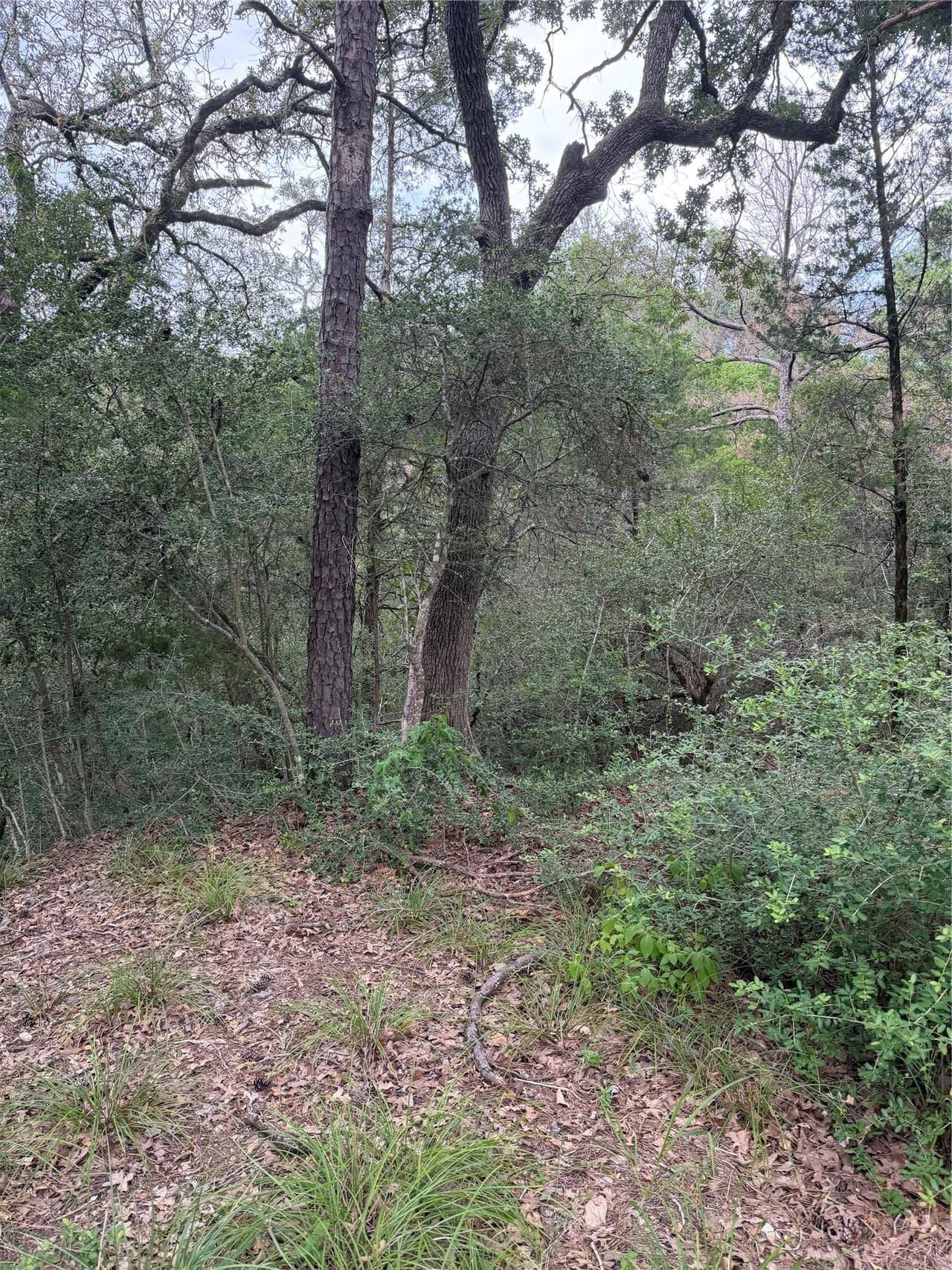 Lot 294  Aka Ct photo 2