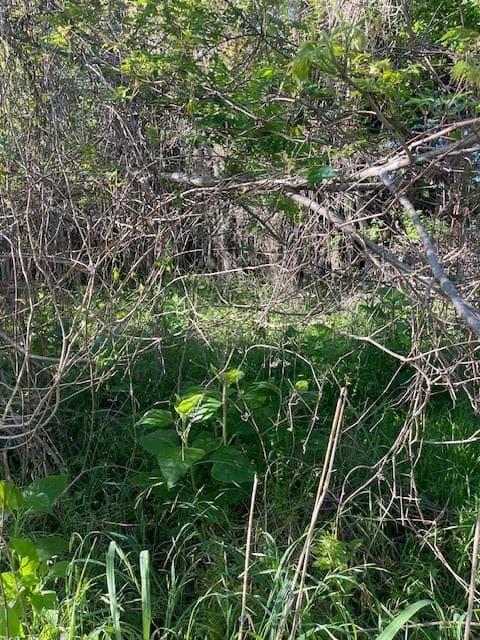 171  Kahana Ln photo 3