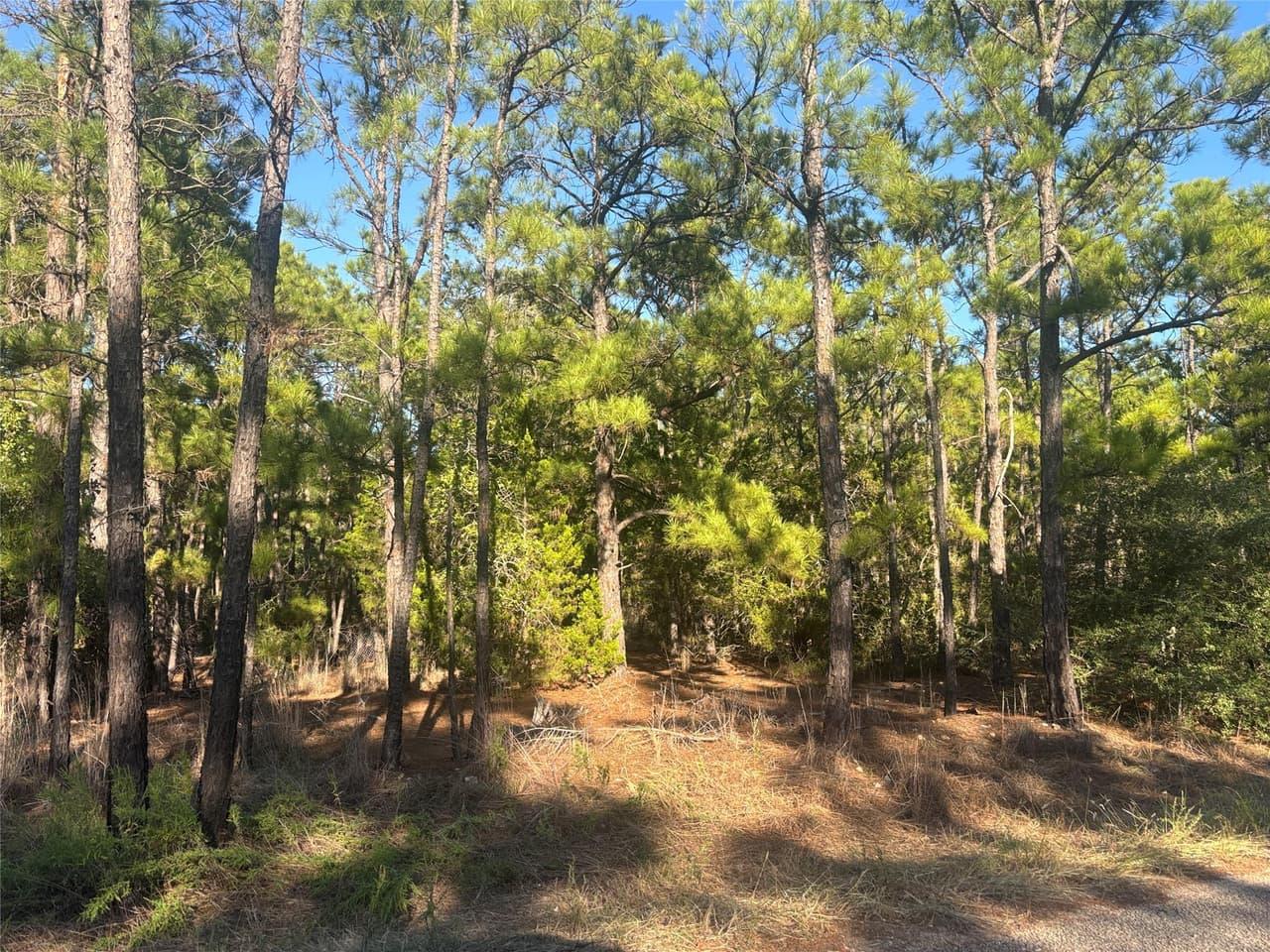 TBD  Pine Cone Dr photo 5
