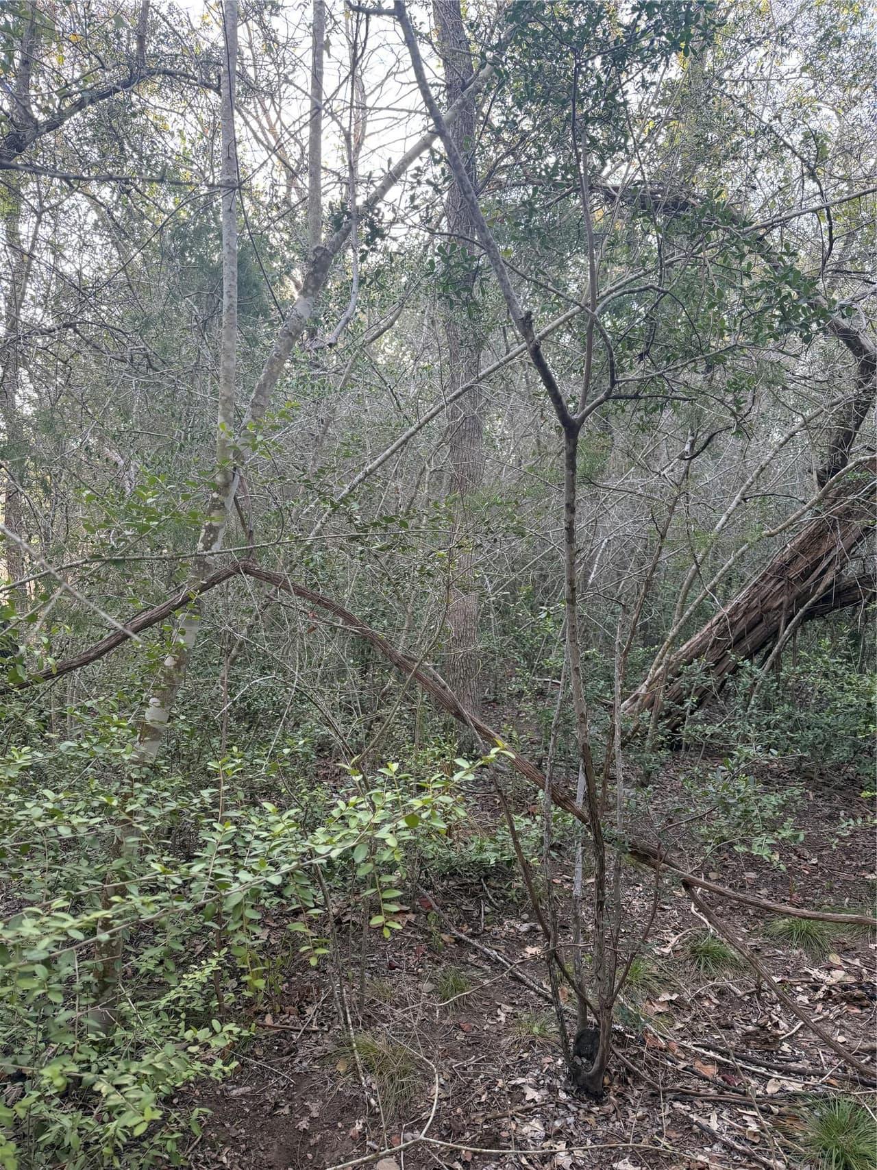 Lot 608  Waimanalo Dr photo 4