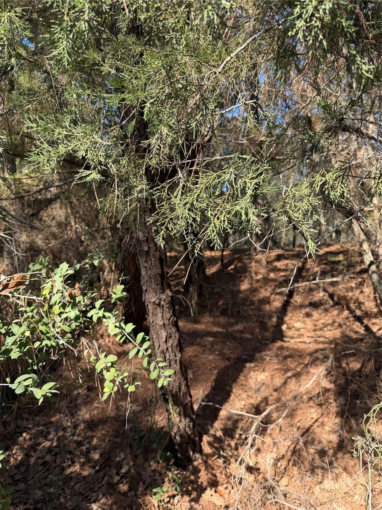 Lot 320  Keneka Ln photo 5