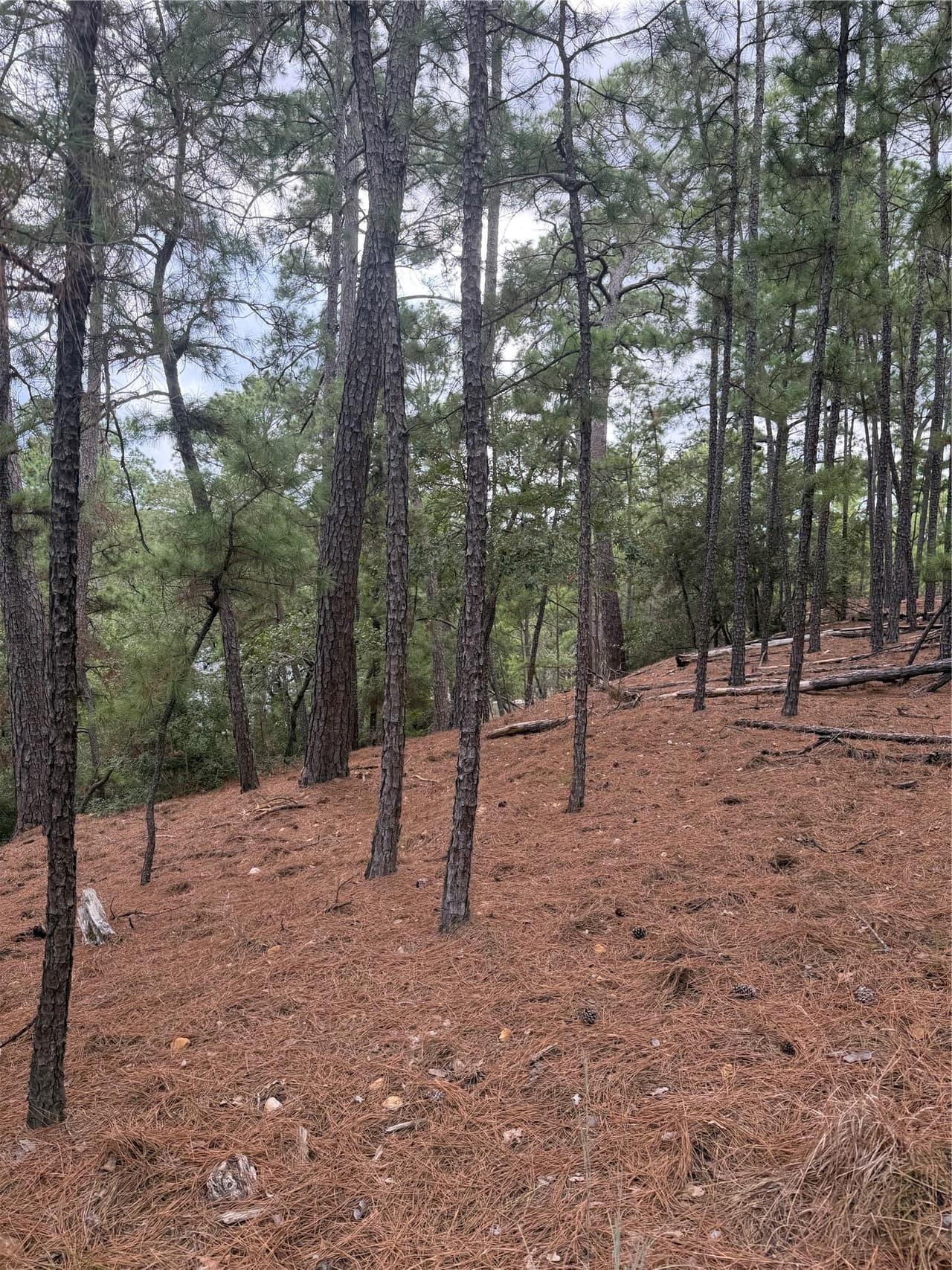 Lot 69 and 70  Taro Ct photo 4