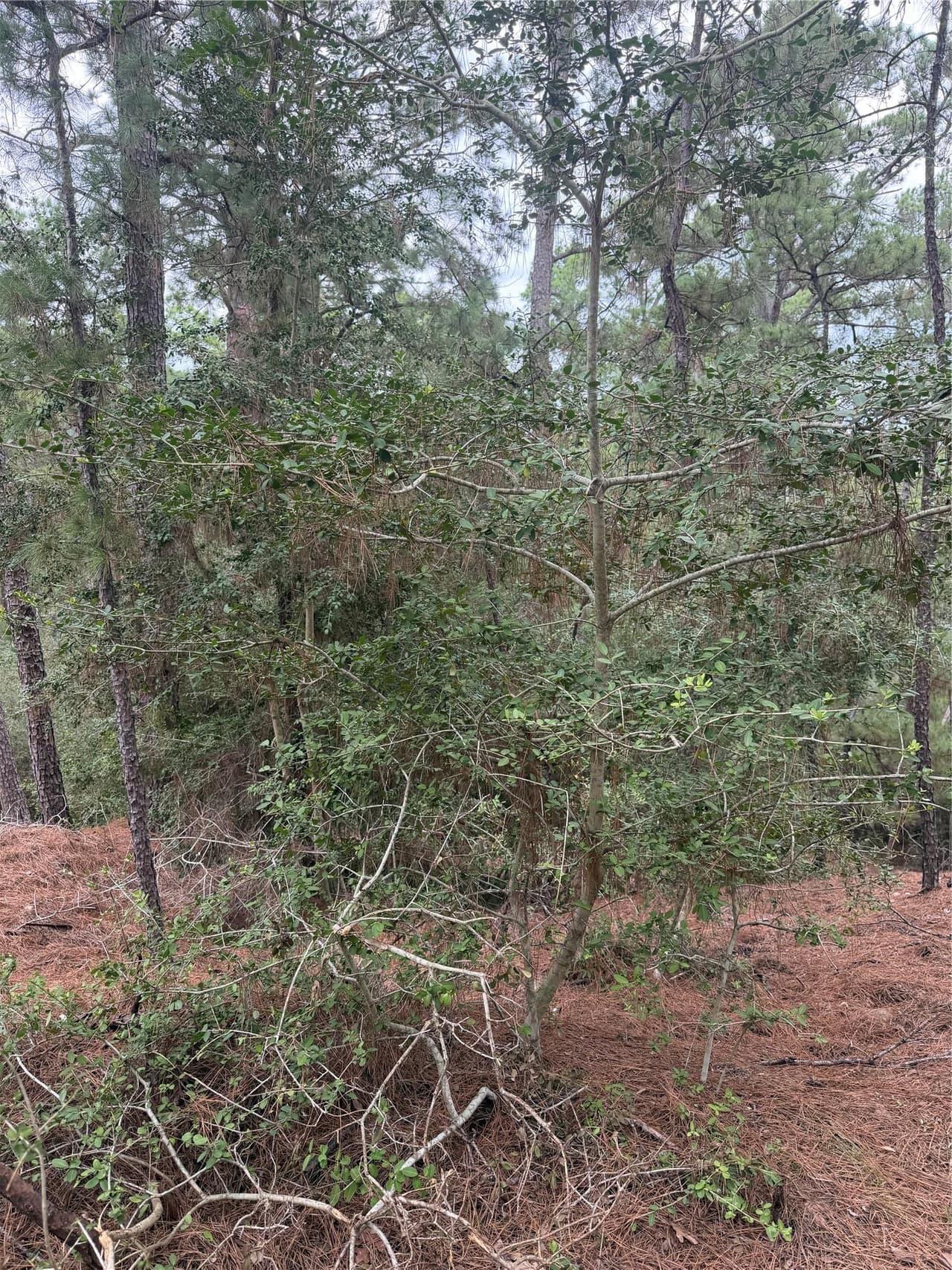 Lot 69 and 70  Taro Ct photo 5