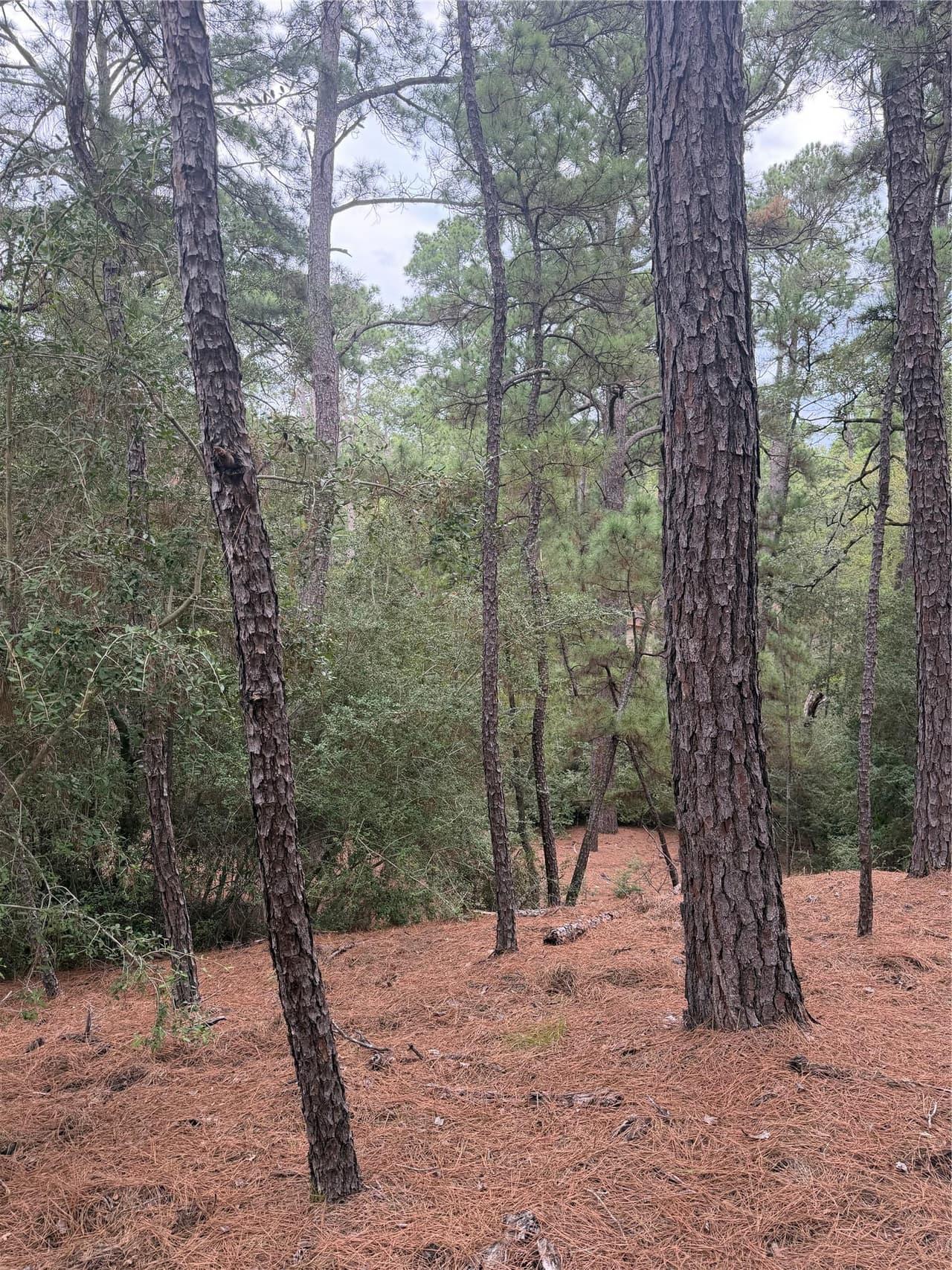 Lot 69 and 70  Taro Ct photo 6