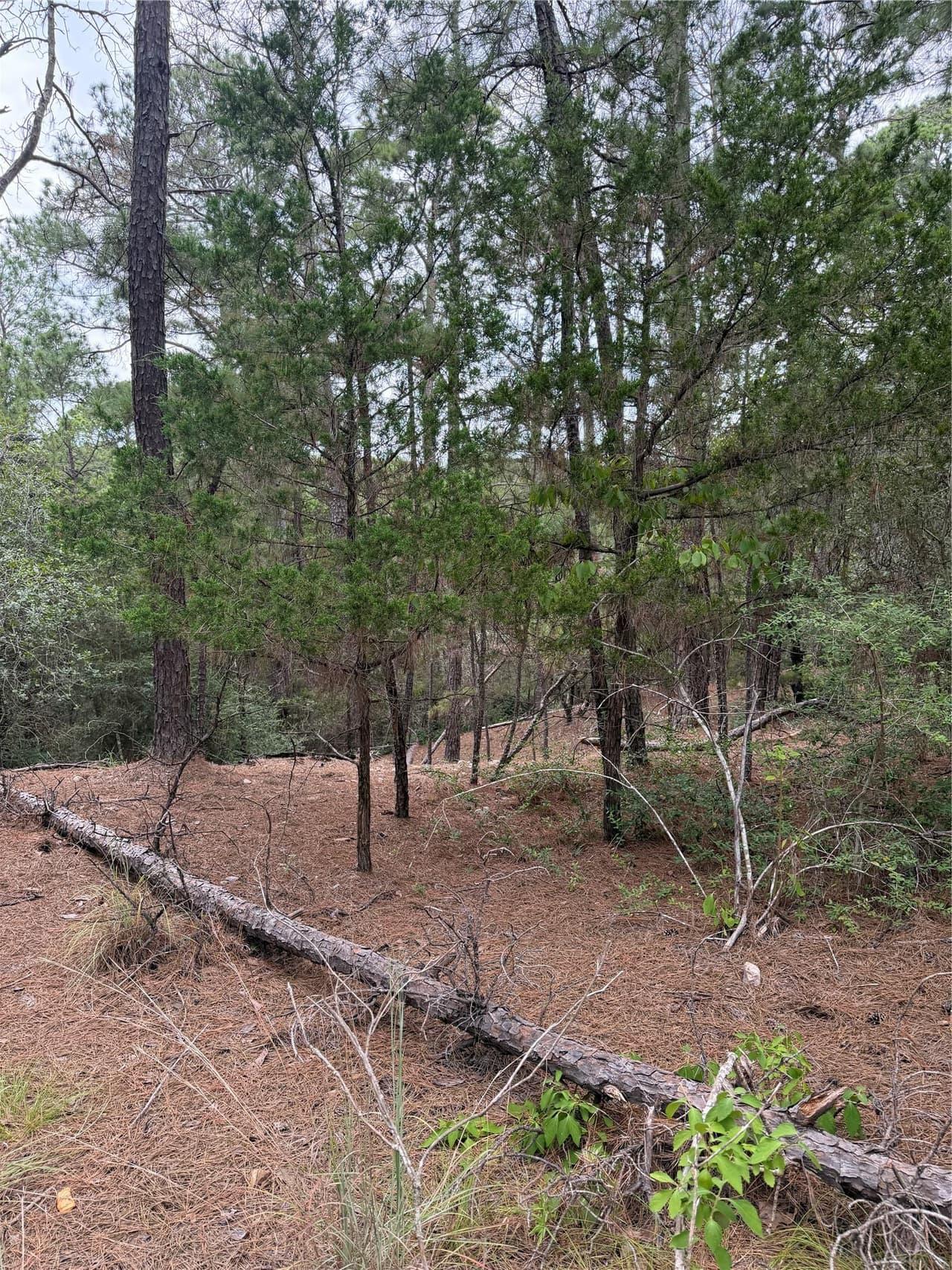 Lot 217  Hekili Dr photo 5